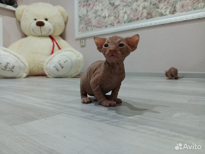 Канадский сфинкс