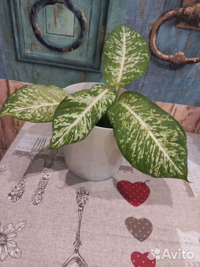 Диффенбахия