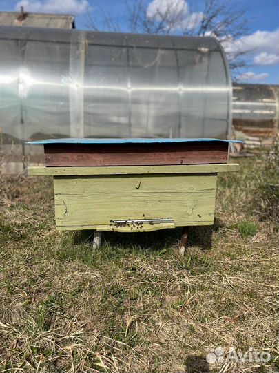 Пчелы с ульями