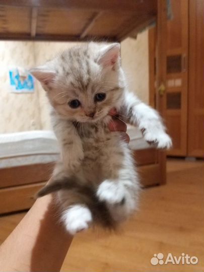 Котёнок, девочка. Британец