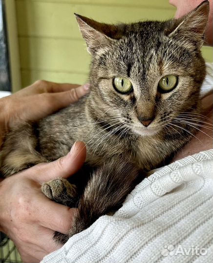 Кошка в дар