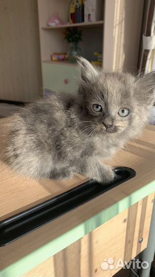 Котенок в добрые руки