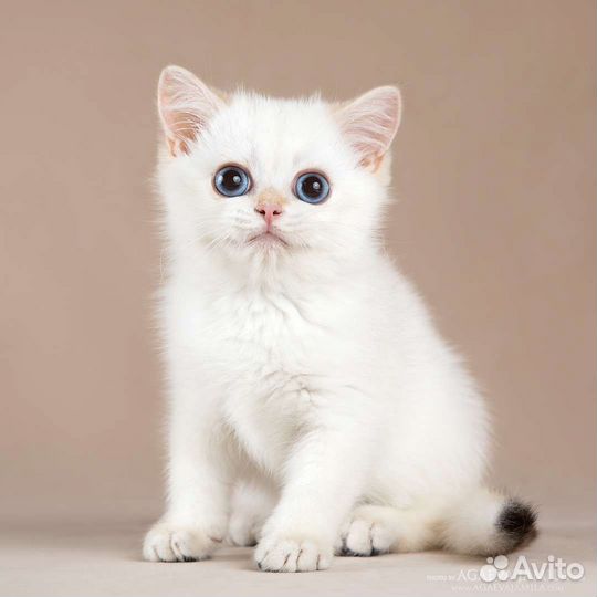 Мальчик золотая британская шиншилла колор поинт