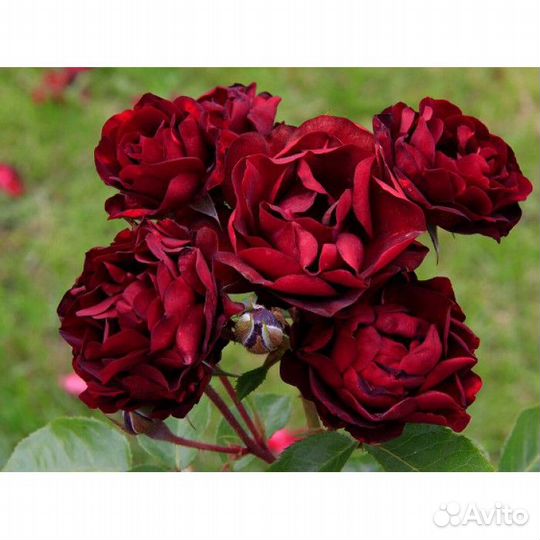 Роза Хот Шоколад,Мари Кюри и другие