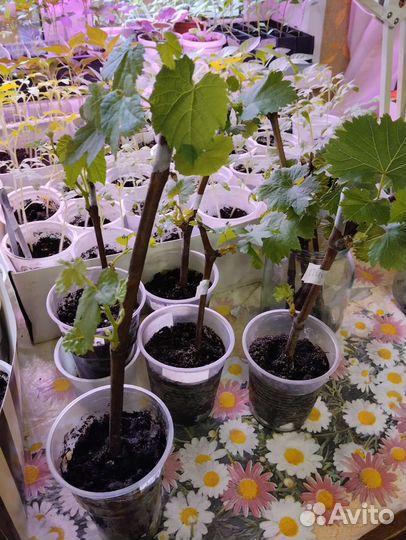 Виноград саженцы