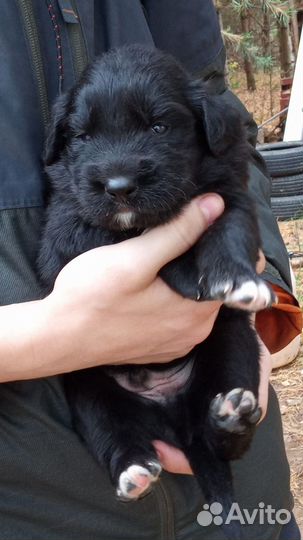 Собака щенки