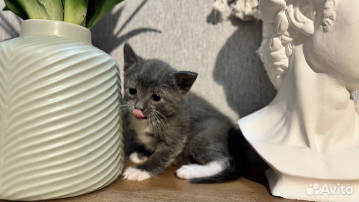 Котенок-девочка от домашней умной кошки