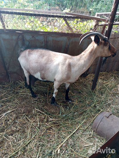 Козлята и дойная коза