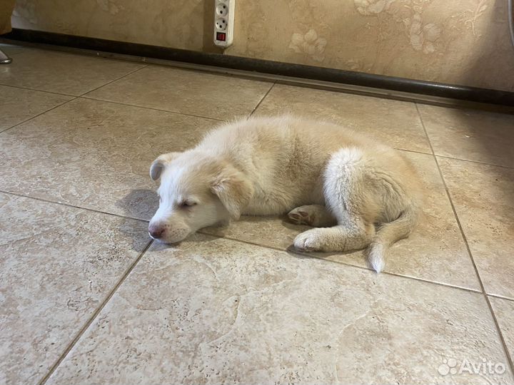 Щенки лайки