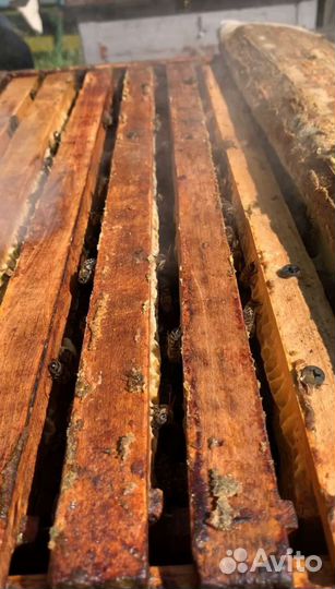 Продам пчелосемьи