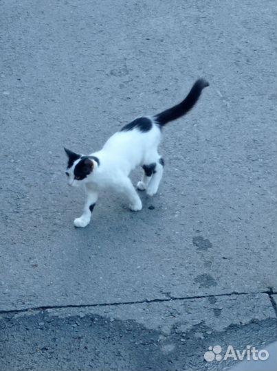 Котёнок-мальчик