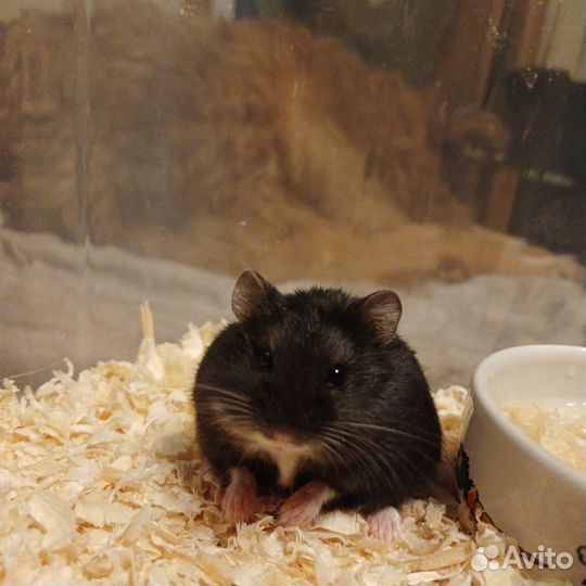 Джунгарский хомяк в добрые руки