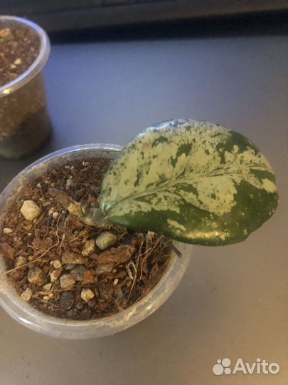 Хойя вилбур гравес