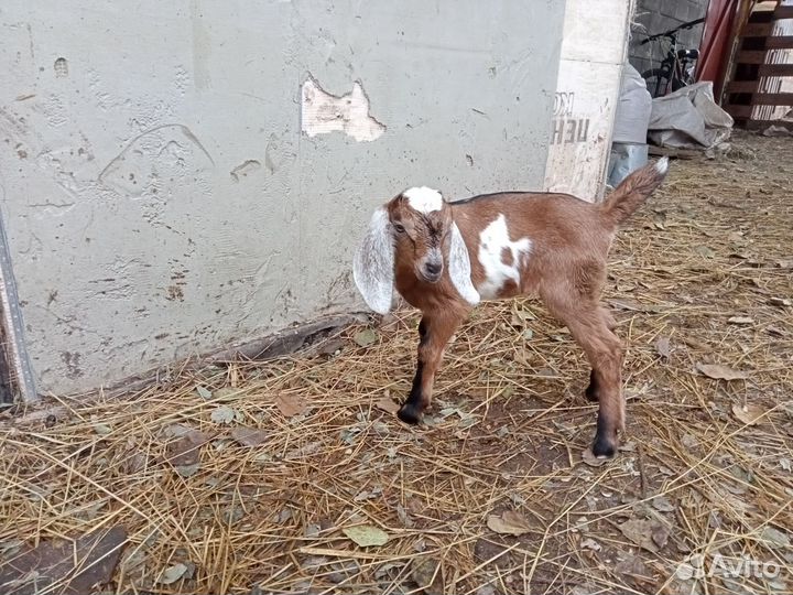 Англо нубийские козлята