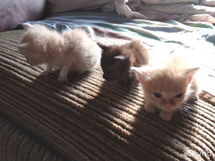 Котята в добрые руки