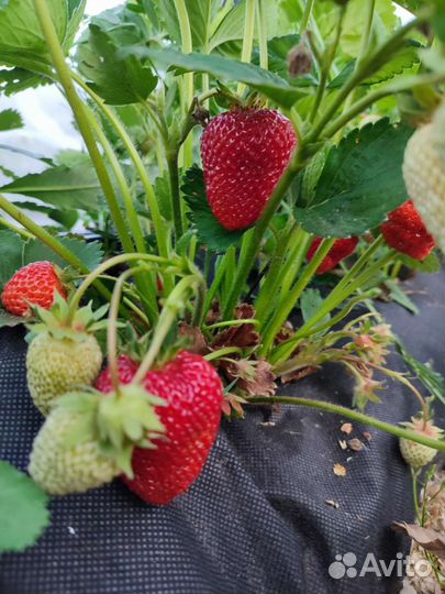 Рассада ремонтантной клубники