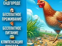 Упаковщик куриных субпродуктов вахта в п.Садгород