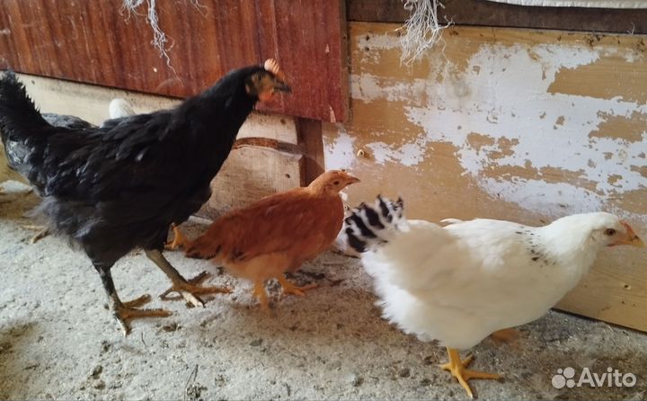 Куры молодки несушки домашние