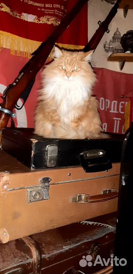 Дом с баней посуточно