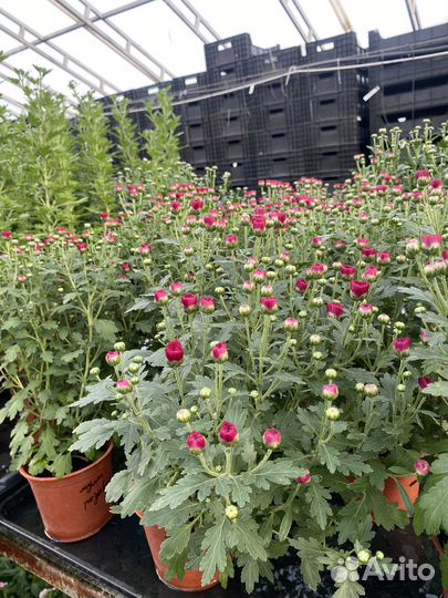 Хризантема мультифлора кусты