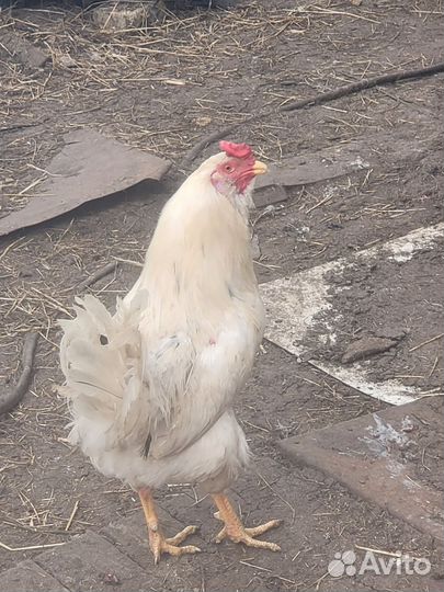 Молодые петухи