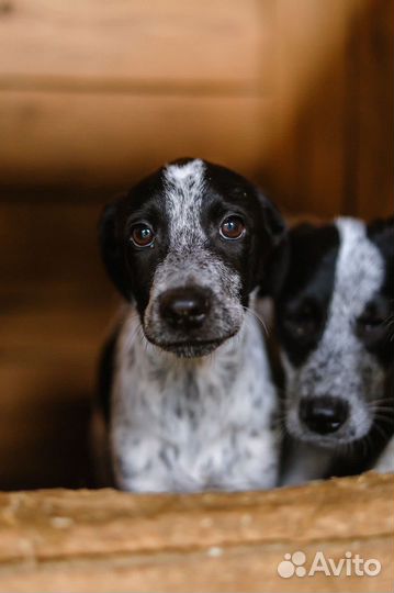 Проживает жизнь в клетке