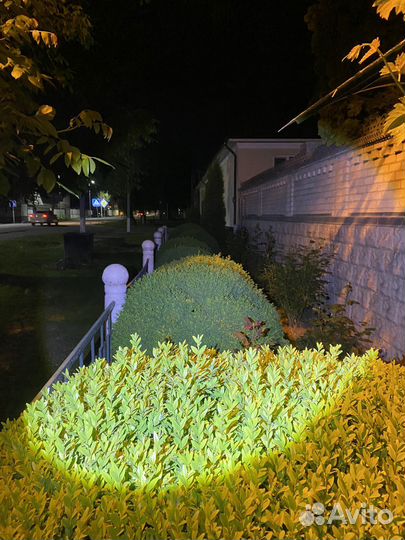 Самшит буксус