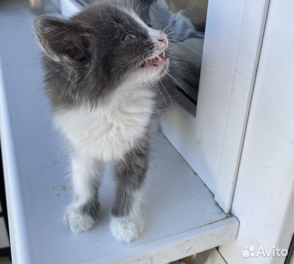 Котенок девочка в добрые руки