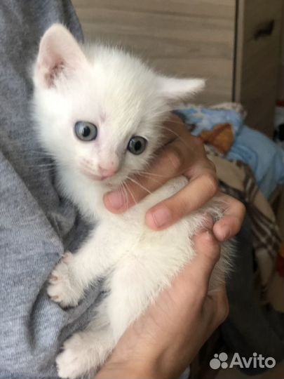Котенок девочка