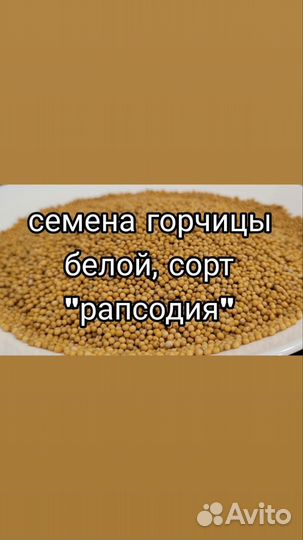 Горчица белая