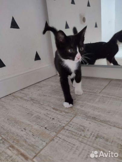 Котëнок Марта