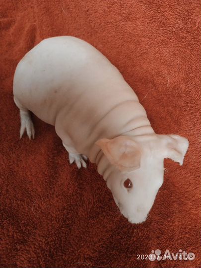 Морская свинка Скинни