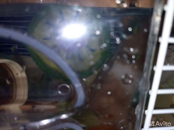 Сирийский хомяк с клеткой