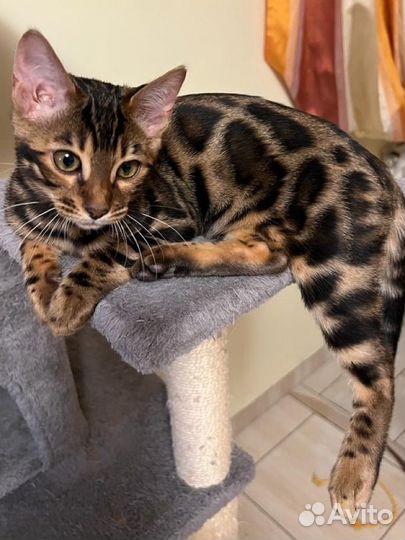 Малыши с рисунком леопарда