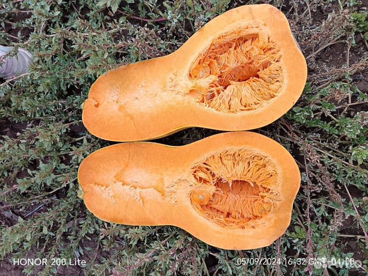 Тыква сорт Гитара