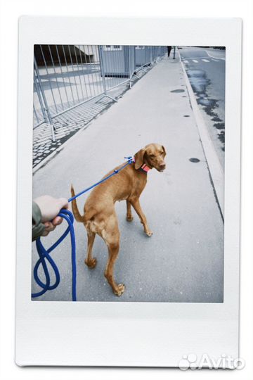 Зоопсихолог для собак/Выгульщик/догситтер/няня