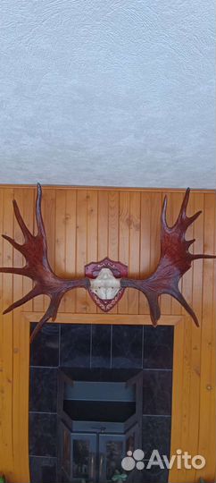 Рога лося на медальоне