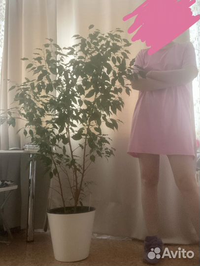 Фикус бенджамина большой