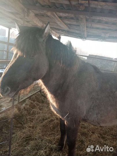 Лошадь жеребец