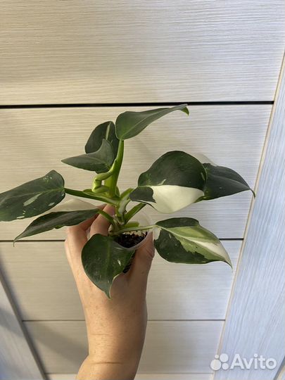 Филодендрон white wizard