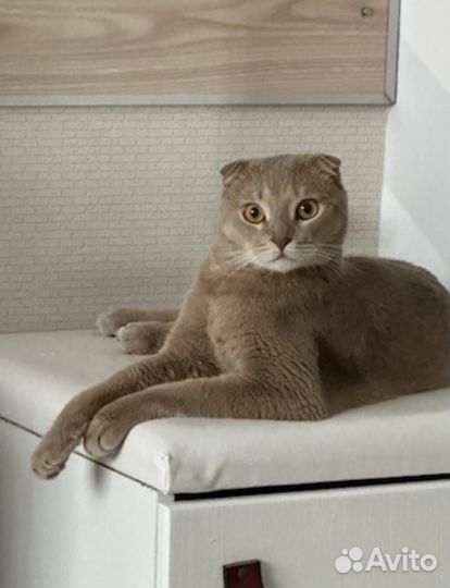 Котик Симба в добрые руки
