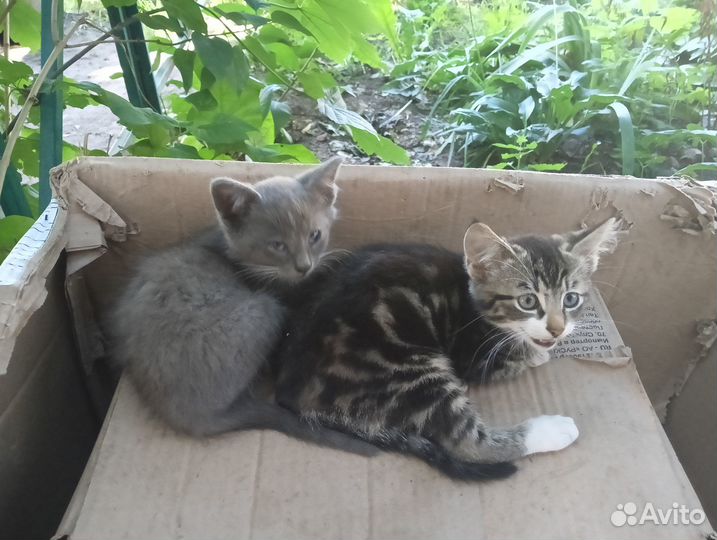 Котята в добрые руки даром