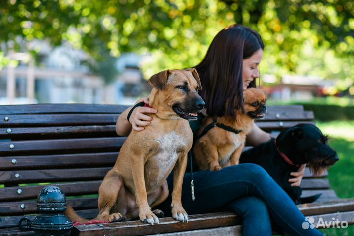 Передержка собак и кошек