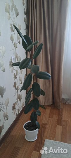 Фикус