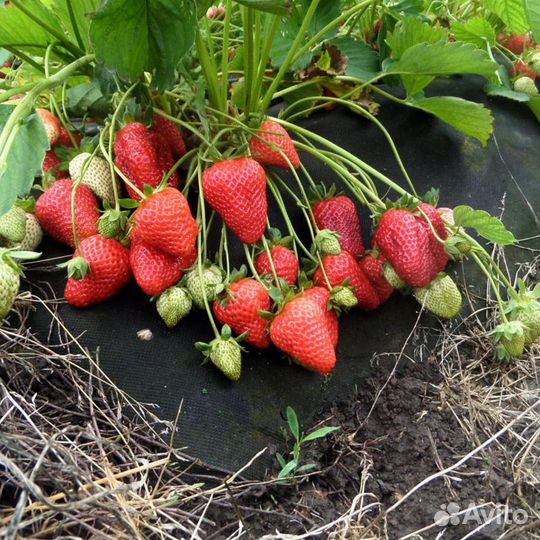 Рассада клубники Альба, азия, клери, Елизавета 2