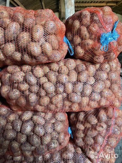 Картофель крупный