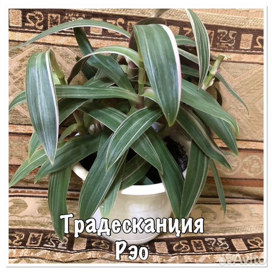 Комнатные цветы