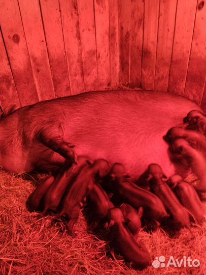 Вьетнамский вислобрюхие поросята (возраст разный)