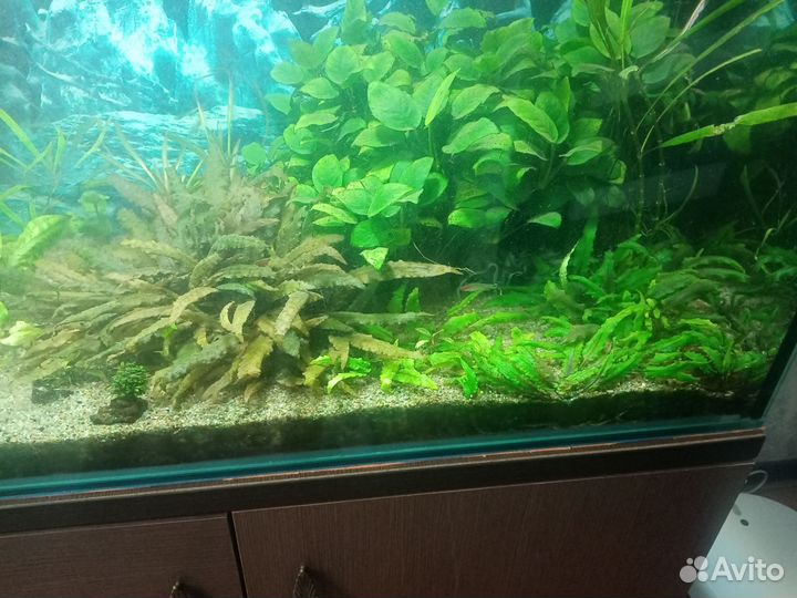 Криптокарина вендта