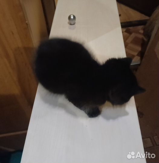 Черный котенок в добрые руки